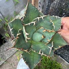 アガベ　チタノタ　白鯨系の画像