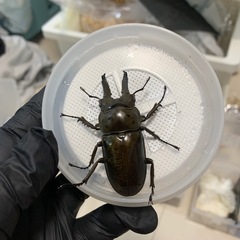 ババオウゴンオニクワガタ　クワガタの画像