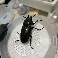 ババオウゴンオニクワガタ　クワガタの画像