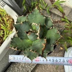 アガベ　チタノタ　姫厳竜の画像