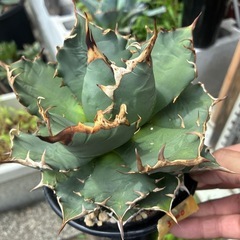アガベ　チタノタ　姫厳竜の画像