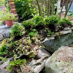 岩松 植木 盆栽の画像