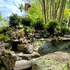 岩松 植木 盆栽の画像