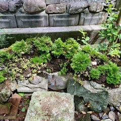 岩松 植木 盆栽の画像
