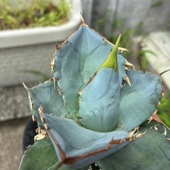 アガベ　チタノタ　
の画像