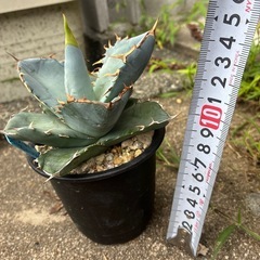 アガベ　チタノタ　
の画像