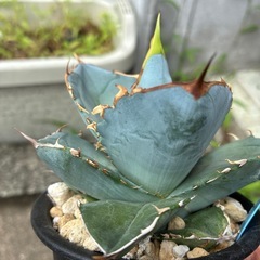 アガベ　チタノタ　
の画像