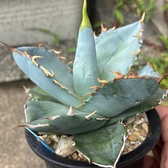 アガベ　チタノタ　
の画像