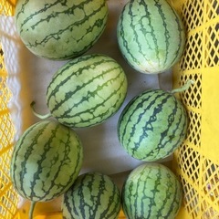 こだまスイカ🍉1玉の画像