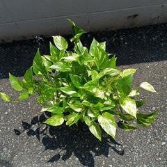 【最終値下げ】ポトス🌿の画像