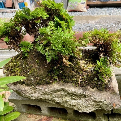 岩松 植木 盆栽