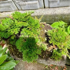 岩松 植木 盆栽の画像