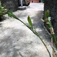 無料　月下美人② おまけ付きの画像