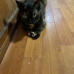サビ猫ちゃん