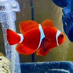 【海水魚】スパインチークアネモネ　の画像