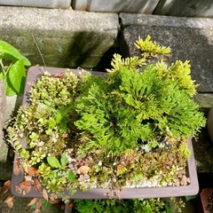 岩松 植木 盆栽の画像