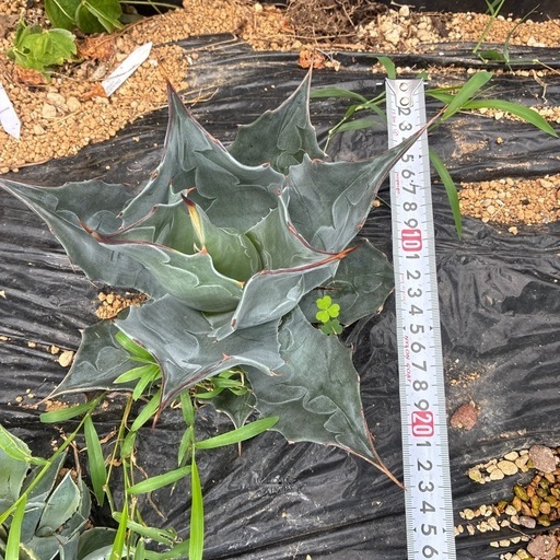 アガベ　パラサナグローブ