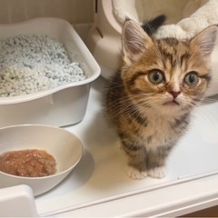ミヌエットの子猫