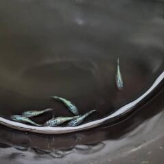 メダカ　めだか　ネプチューン2ペアの画像