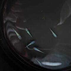 メダカ　めだか　ネプチューン2ペアの画像