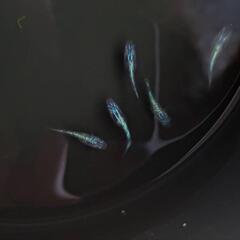 メダカ　めだか　ネプチューン2ペアの画像