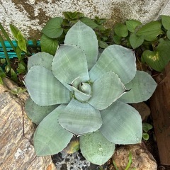 アガベ　パリー　ハンティントンの画像