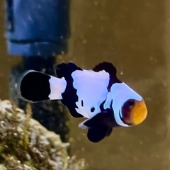 【海水魚】スノーフレークブラックオセラリスの画像