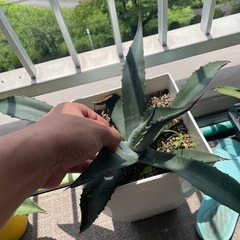 アガベAgave モンタナ　 5年苗　　      の画像