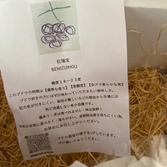 ぶどう
の画像