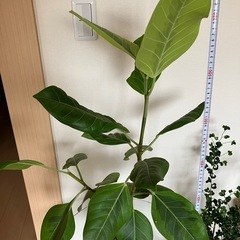 フィカス　アルテシマ　観葉植物の画像