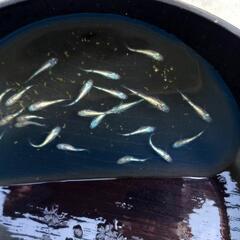 メダカ　ユリヘイキの画像