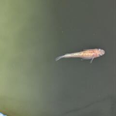 メダカ　めだか　蜜柑2ペアの画像
