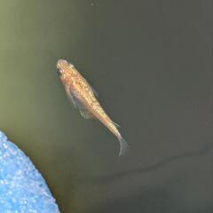 メダカ　めだか　蜜柑2ペアの画像