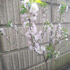 ①ユスラウメ(小梅桜)の画像