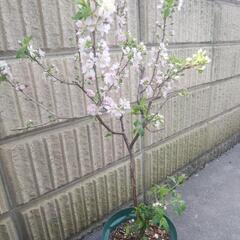 ①ユスラウメ(小梅桜)の画像