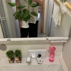 フィカス　アルテシマ　観葉植物の画像