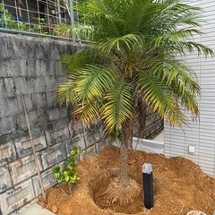 ヤシの木の画像