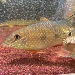 サタノペルカダエモン ゲオファーガス系最大　１０cmくらい 熱帯魚　観賞魚の画像