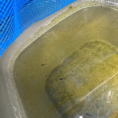 クラミツハ乱稚魚15匹の画像