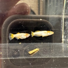 【お取引中】🐟紡の画像