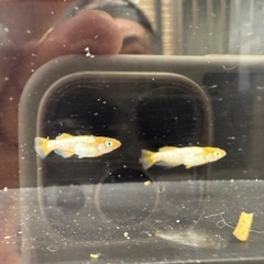 【お取引中】🐟紡の画像