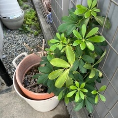 カポック　シェフレラ　観葉植物83センチ　生活雑貨 家庭用品 ガーデニング　の画像