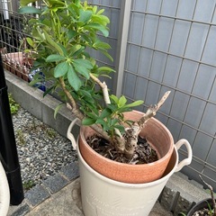カポック　シェフレラ　観葉植物83センチ　生活雑貨 家庭用品 ガーデニング　の画像