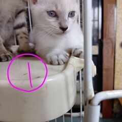 生後1ヶ月半の子猫、５匹募集しています