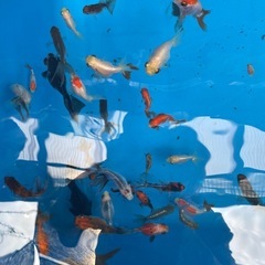 金魚、らんちゅう、蝶尾、オランダなどの画像