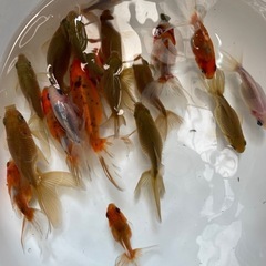 決まりました。
の画像