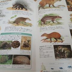 決まりました小学館の動物図鑑の画像