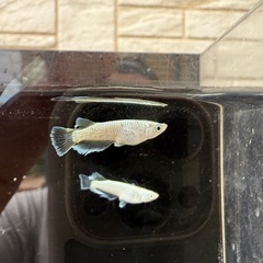 【お取引中】🐟飛輪の画像