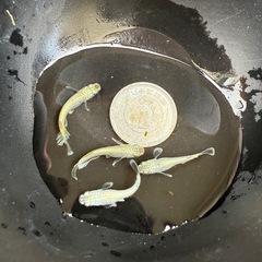 【お取引中】🐟飛輪の画像