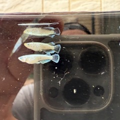 【お取引中】🐟飛輪の画像